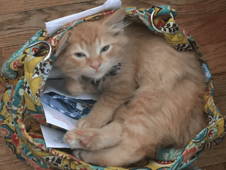 15+ Photos That Show How Cute And Warm Cats Are When They Sleep
