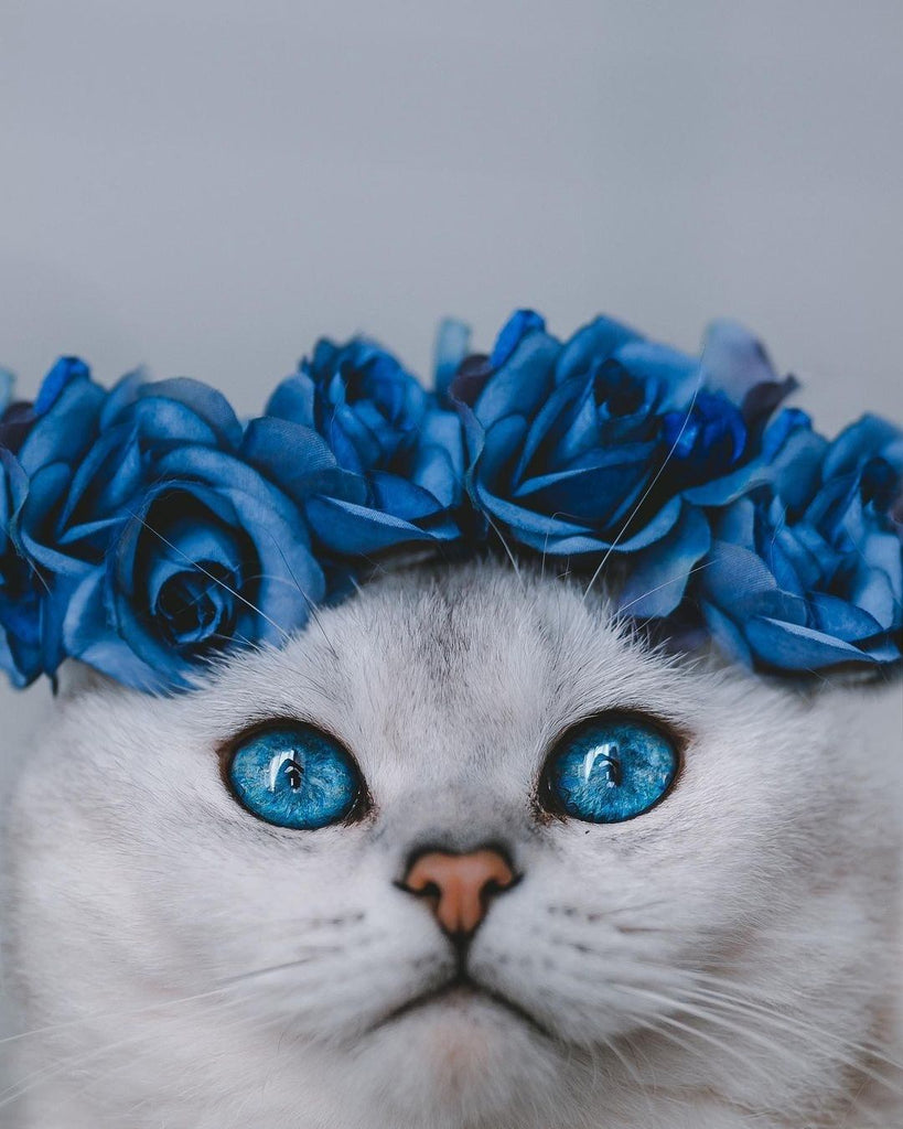 Lovely and Cute Catto Videos and Images Will Make You Smile