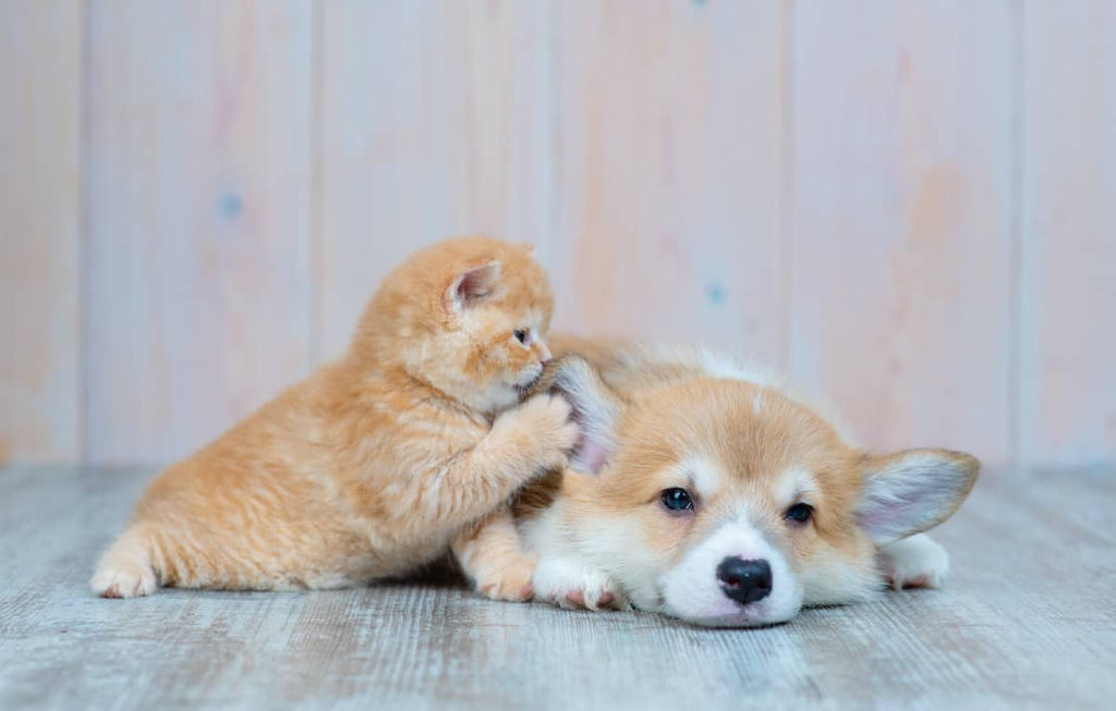 12 Corgi Pups Who’ll Surely Melt Your Heart