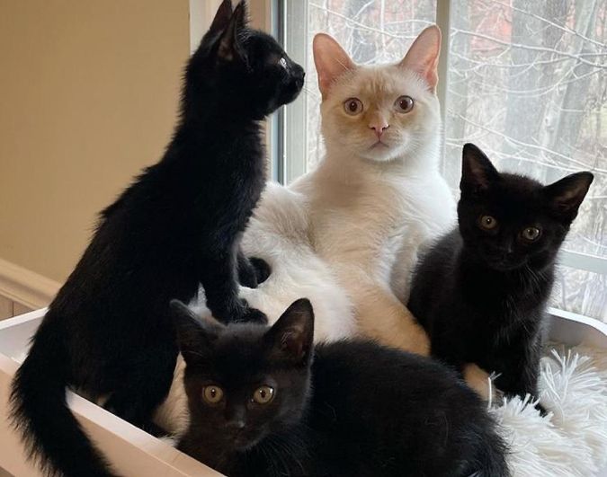 Family Cat Takes Kittens in As His Own After They Were Found Left Behind in an Alley