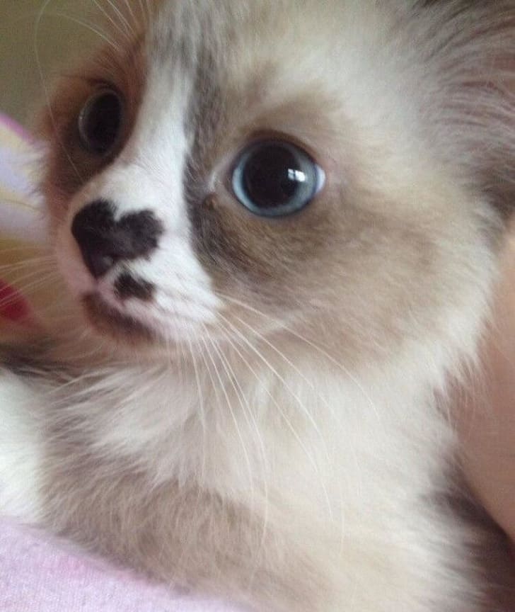 21 Of The Most Gorgeous Cats In The World