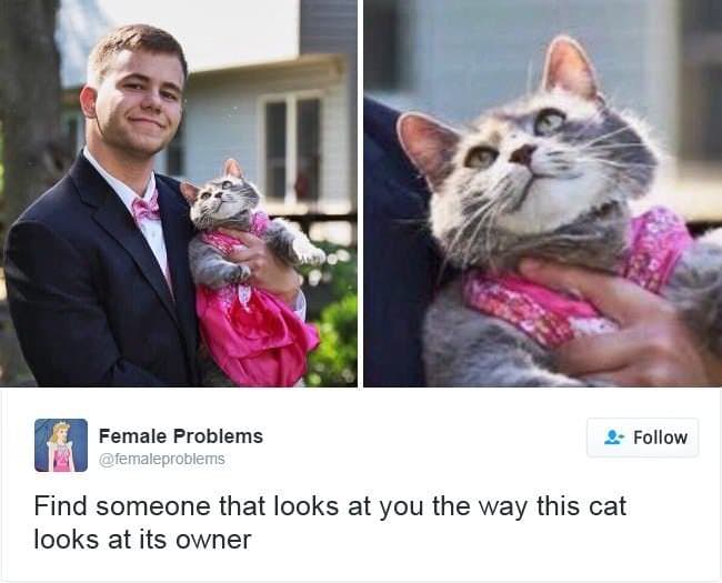 15 Cats That Hilariously Broke The Internet This Year