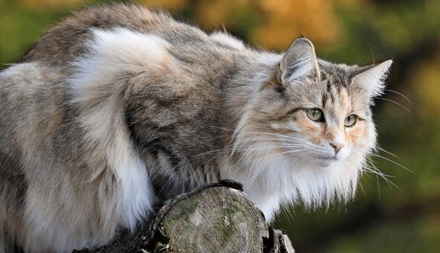 28 Photos Of Norwegian Forest Cats That Prove They Are Too Majestic