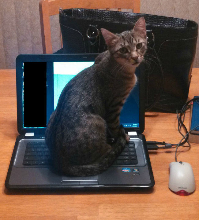 10+ Cats Who Exactly Know How To Gain Attention