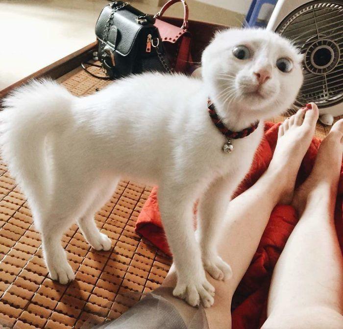 50 Drama Queen Cats Who Went Over-The-Top