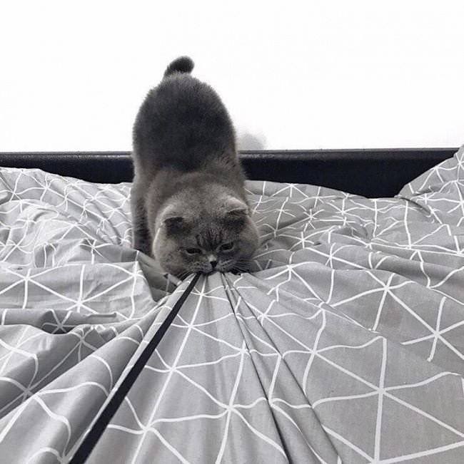 10+ Pictures That Pretty Much Sum Up A Cat’s Life