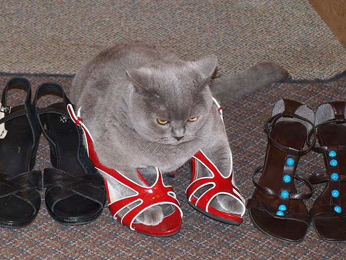 22 Times Cats Said “If It Fits, I Sits” And Proved Themselves Right