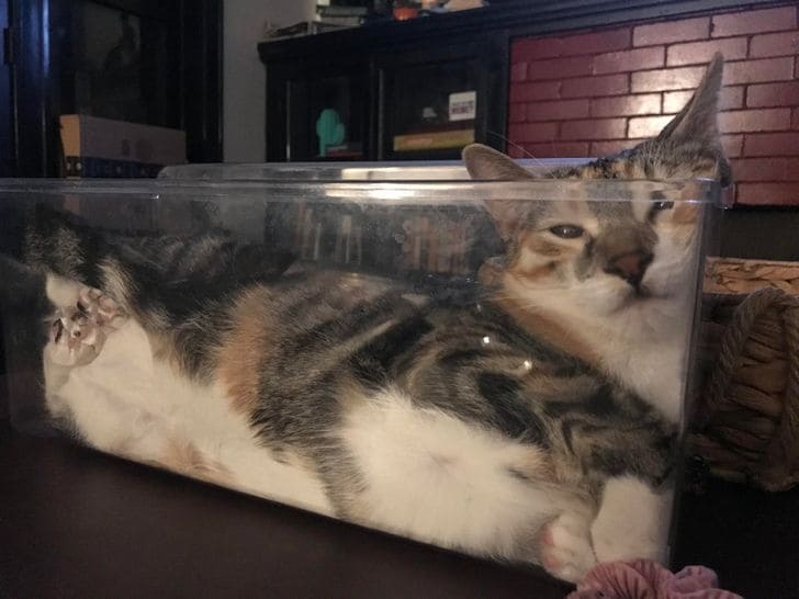 20+ Photos Proving That Cats Can Walk Wherever They Like