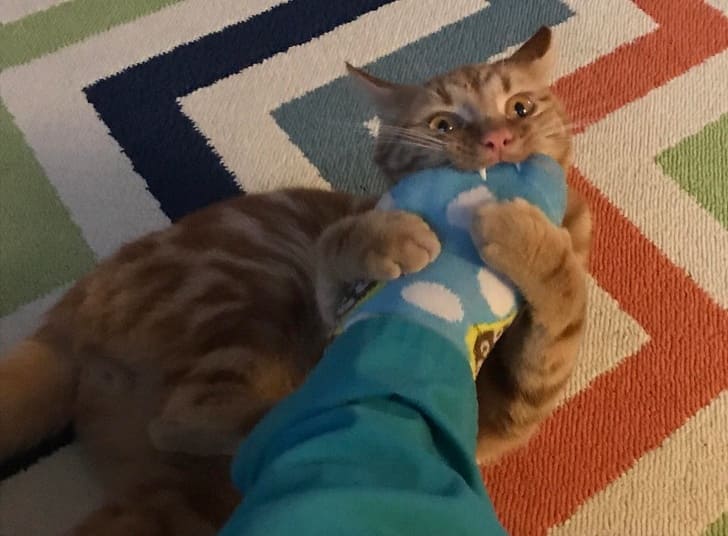 22 Cats Who Are Completely Shameless About Bad Things They Did