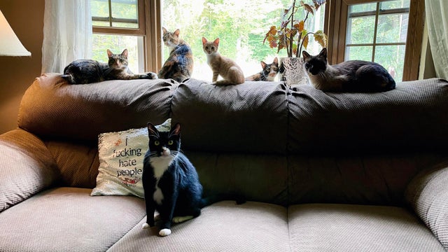 16 Cutest Images Of Cats That Will Definitely Make You Adopt One Right Now