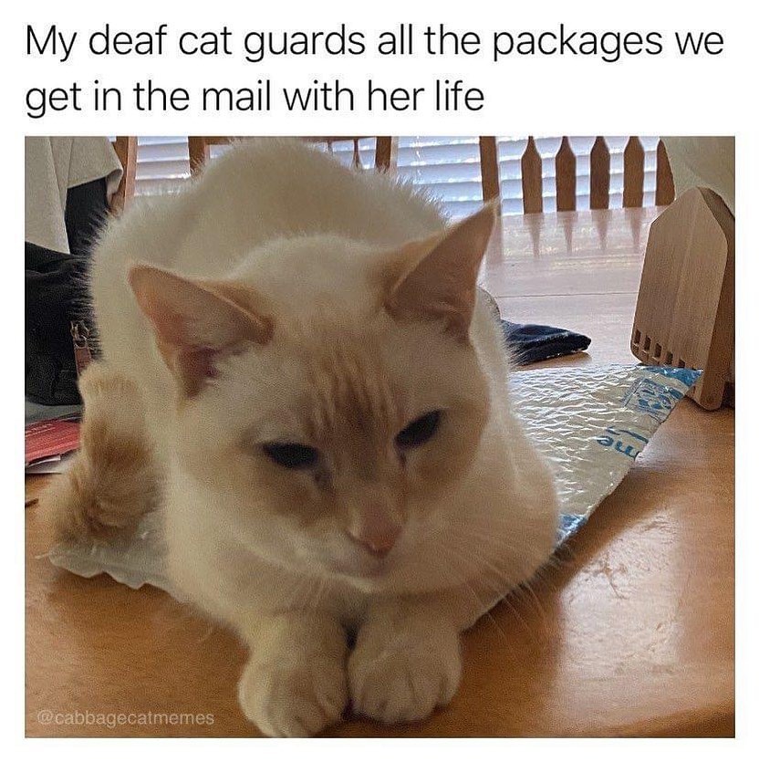 Hilarious Catto Memes Will Make You Smile