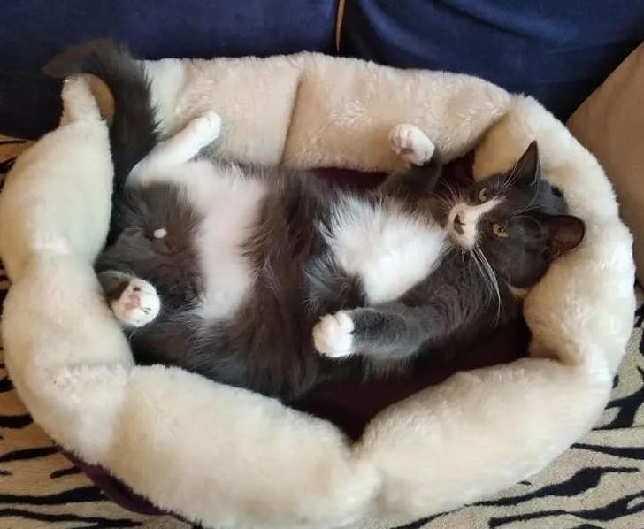 17 Things Cats Have That Make Other Animals Green With Envy
