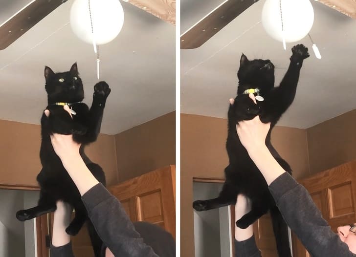 20 Spoiled Cats Who Completely Dominate Their Humans