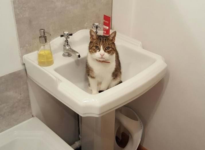 Fun and Cute Catto Videos vs Images Will Cheer You Up #175