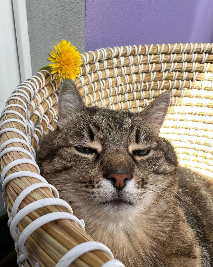 Fun and Cute Catto Videos vs Images Will Cheer You Up #141