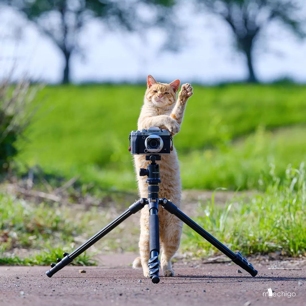Fun and Cute Catto Videos vs Images Will Cheer You Up #143