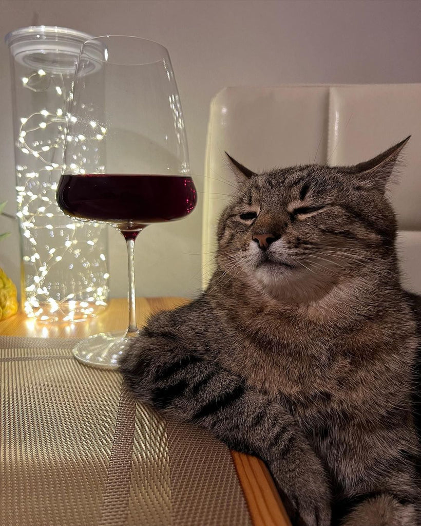 Fun and Cute Catto Videos vs Images Will Cheer You Up #166