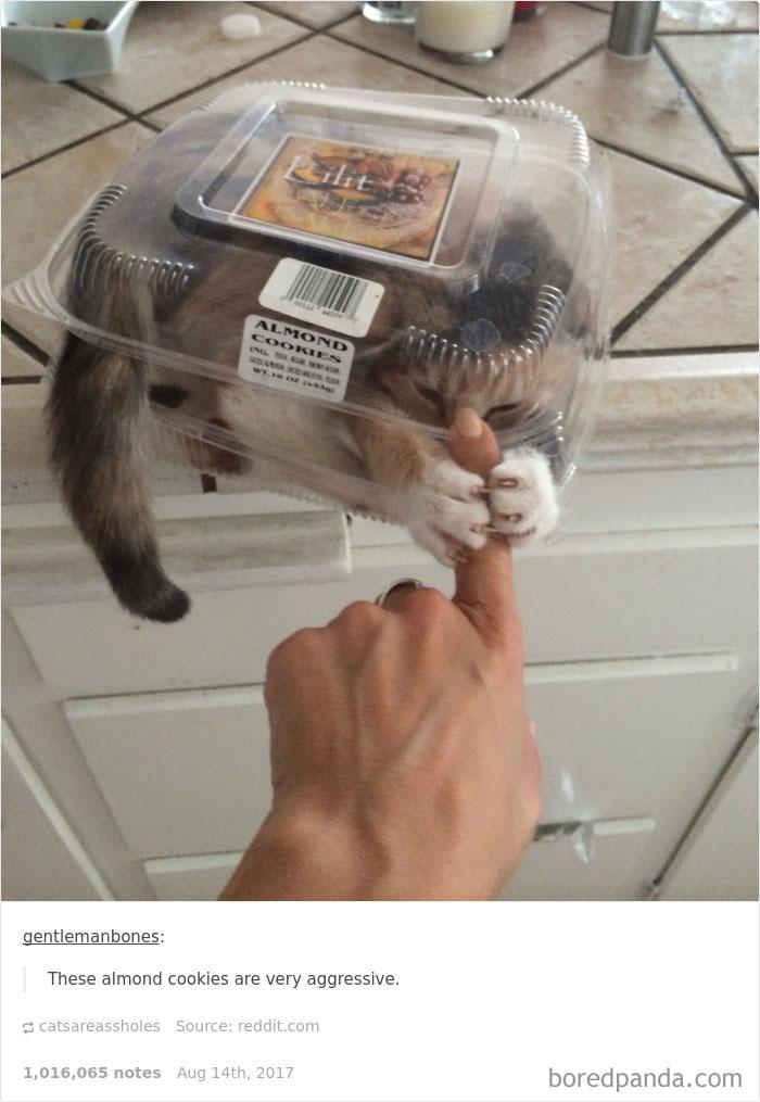 20+ Cat Posts On Tumblr That Are Impossible Not To Laugh At