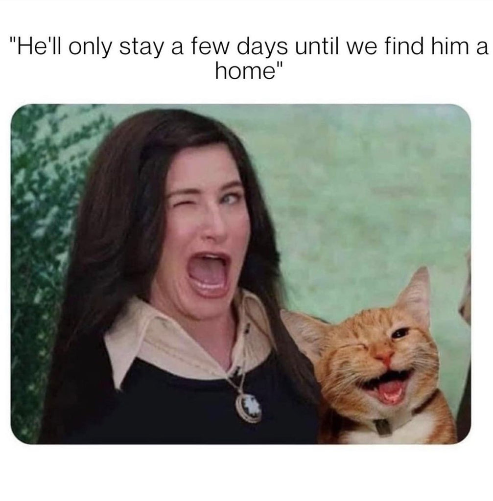 Daily Catto Videos and Funny Memes For You