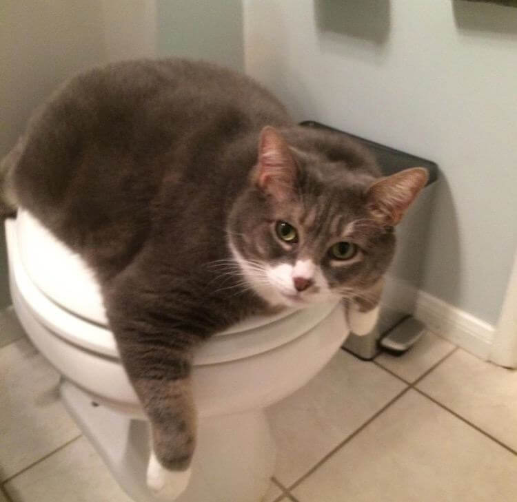 Photos of Chubby Cats Who Are So Delightful