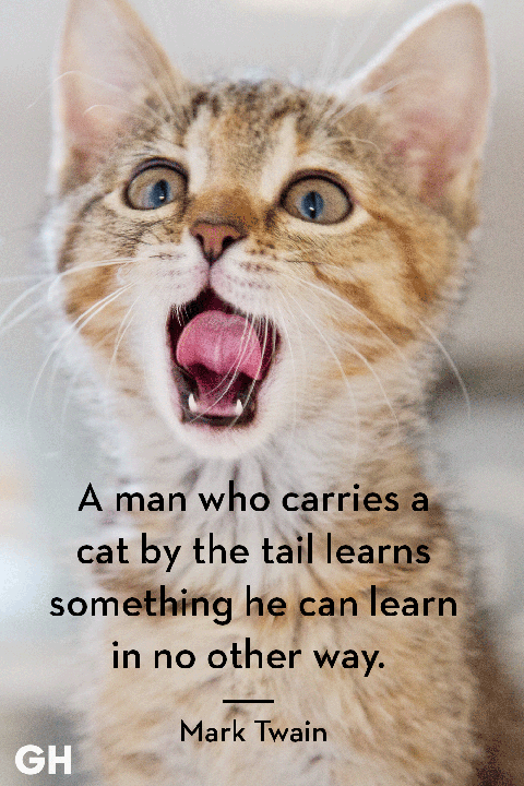 The Best Adorable Cat Quotes That Perfectly Describe Your Kitten