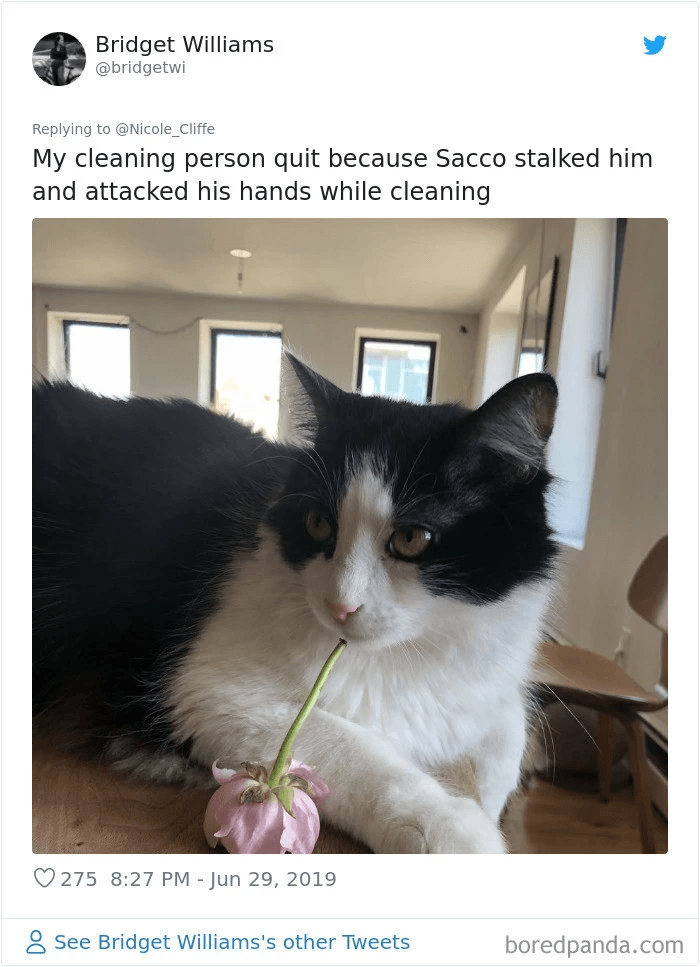 16+ Hilarious Times People Grasped How Nasty Their Cats Truly Are