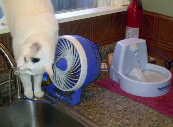 Ungrateful Cats Who Decided To Not Use The Expensive Gifts Their Humans Got For Them