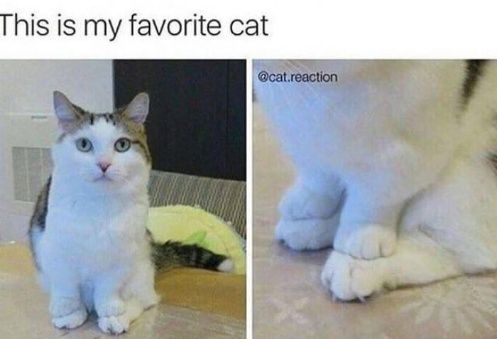 Here Are Some Of The Best Cat Memes To Make You Purr