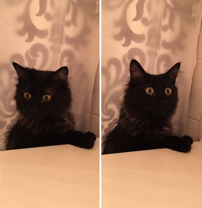 Cats Who Refuse To Accept The Face That Sometimes Humans Really Need Some Personal Space