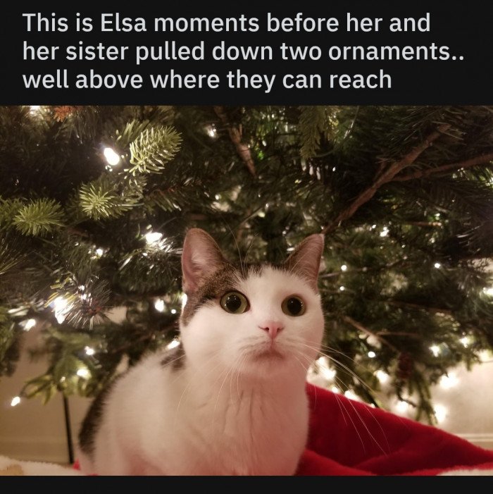 If You Haven't Enjoyed Cats Enough Lately, We've Got You Covered