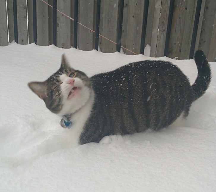 Adorable Photos Of Cats Memes That Will Bring Happiness To Anyone's Day