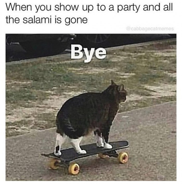 Those Kitty Cat Memes Guaranteed To Make You Chuckle (Update Everyday)