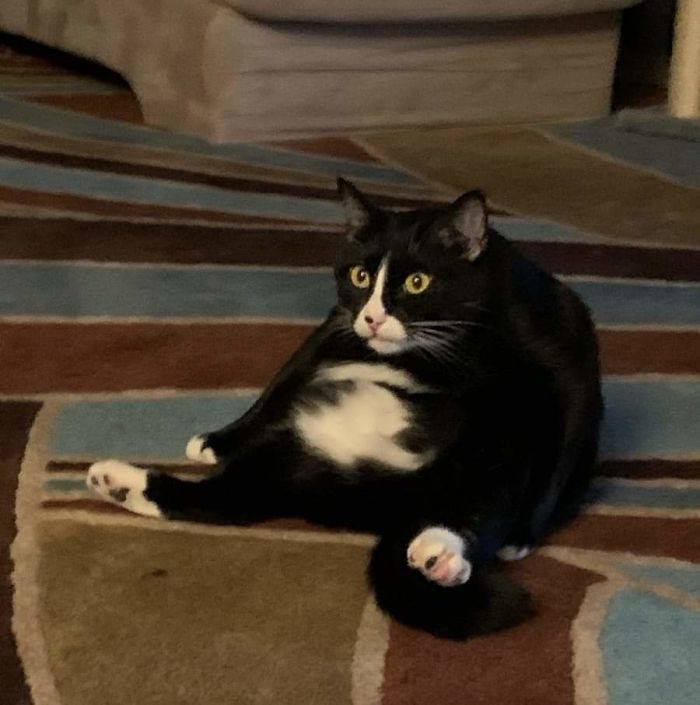 19 Incredibly Wholesome Cat Rescue Photos To Warm Your Heart