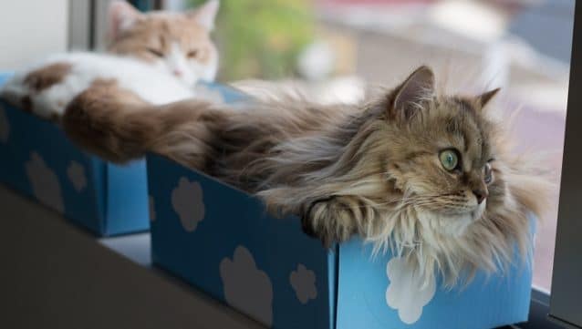 Here are 10 reasons why getting a cat is better than having kids