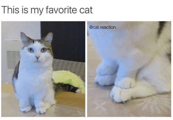 The Best Cat Memes At KingdomOfCats