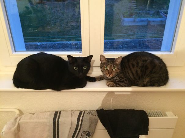 56 Purrfectly Timed Cat Photos Taken At The Absolute Best Meowment