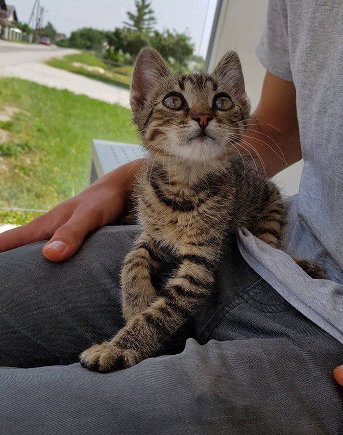 The cutest cat video of the day