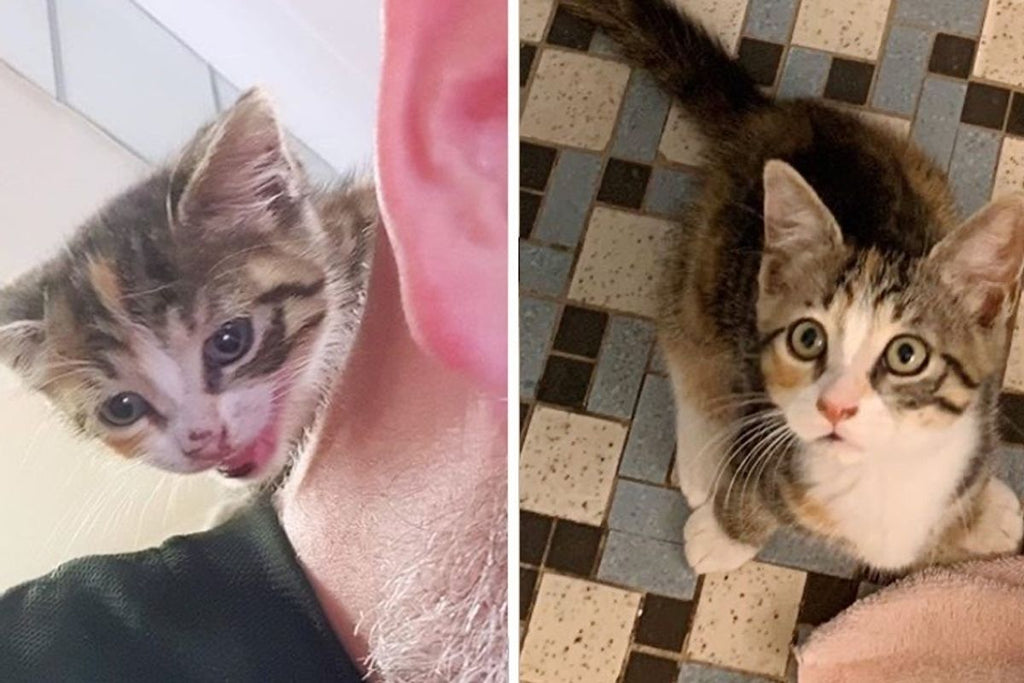 Stray Kitten Sneaks into Pizza Shop and Adopts the Chef