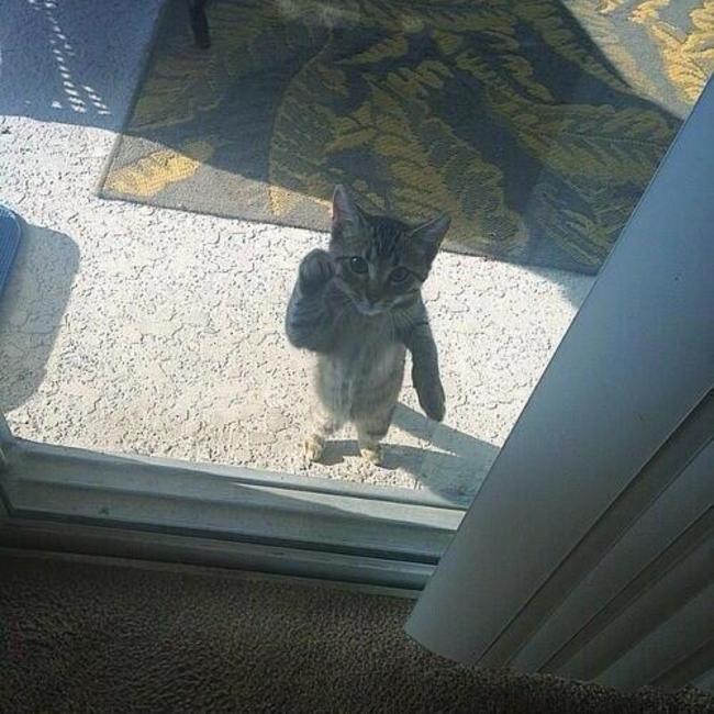 What Your Cat Is Really Thinking When You Keep Them Outside Of Your House…