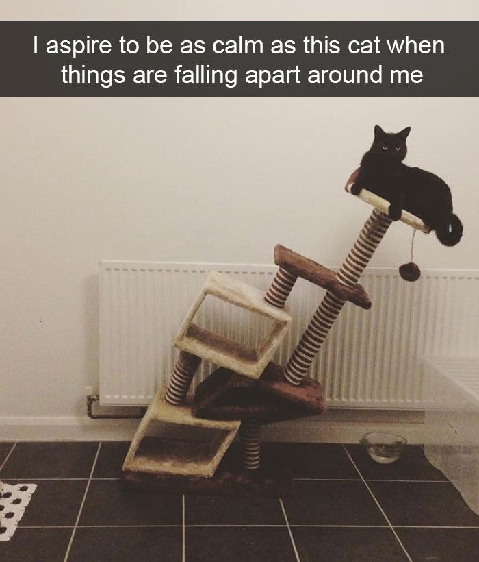 Cat Snaps Whose Sole Purrpose Is To Bring You Joy