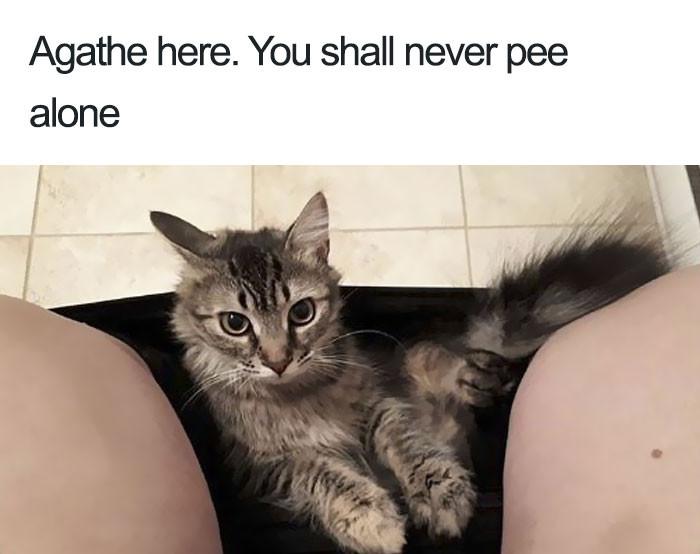 Pawsitively Hilarious Instagram Account Publicly Shames Cats And We Can't Stop Laughing