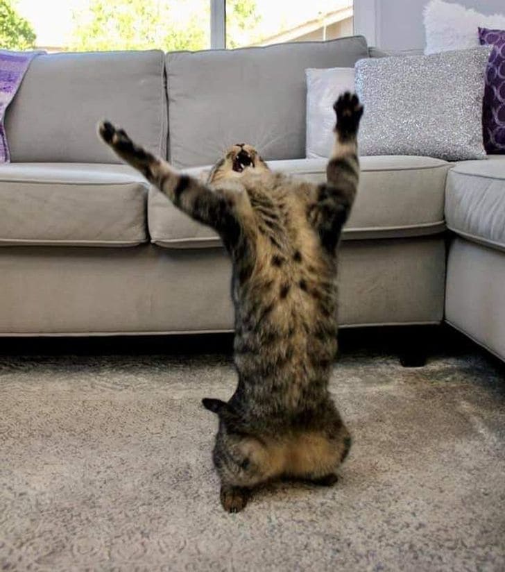 19 Cats Who Act So Much Like Humans