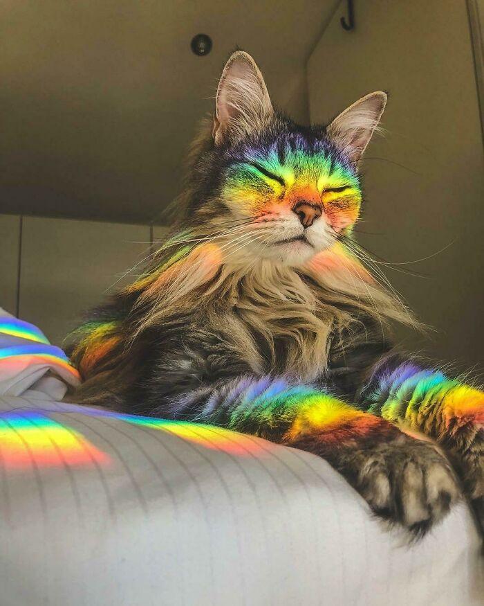 Subreddit Documents Photos Of "Supermodel Cats," And It's Everything You Need Right Now