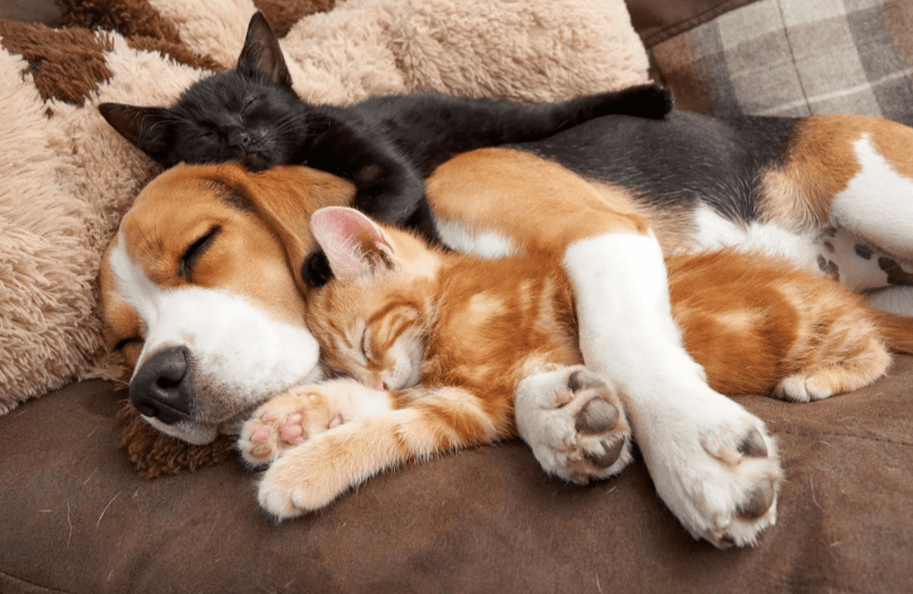 Photos Showing Cats Can Fall Head Over Heels For Dogs