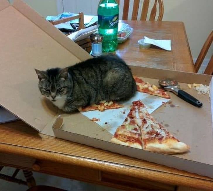 Here Are Cat Memes Posts To Get You Through Your Day
