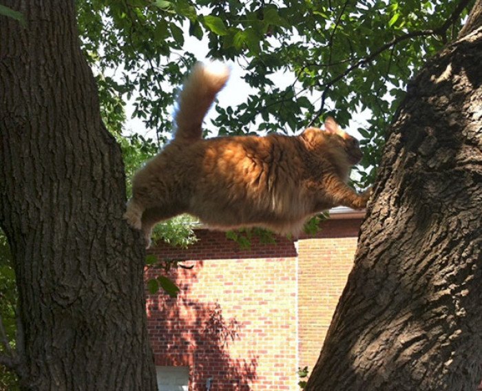 Hilarious Photos Of Cats Being As Dumb As They Possibly Can Be