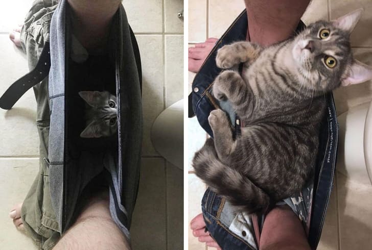 Those Kitty Cat Memes Will Make Your January Better (Update Memes Everyday)