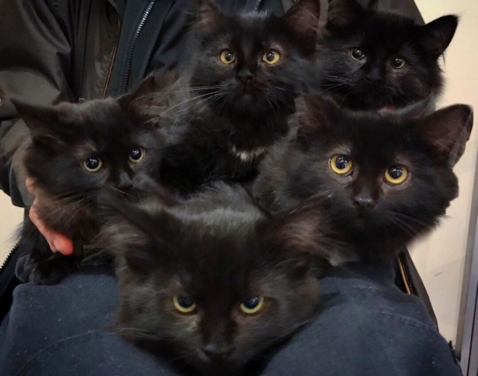 Stray Cat Brings Her Kittens to Family that was Kind to Her, and Changes Their Lives Forever