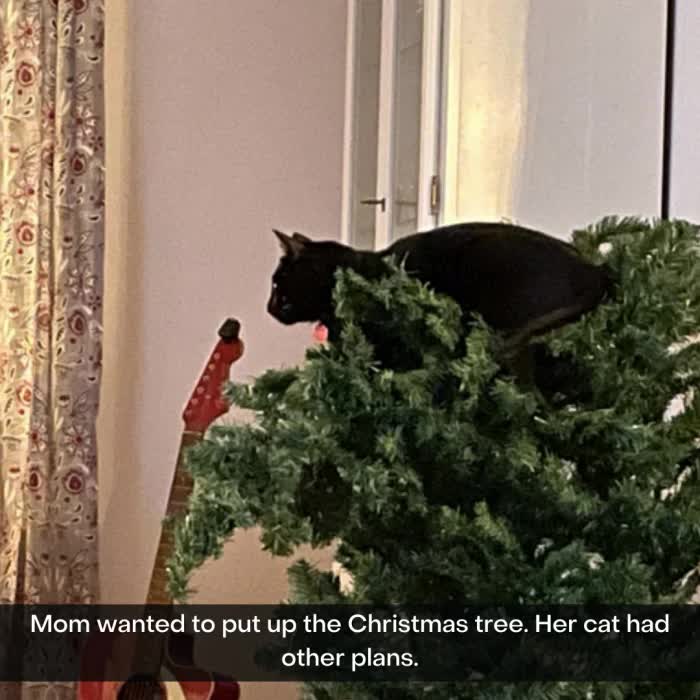 Hilarious Photos Of Cats That Are Holly, Jolly, And Naughty