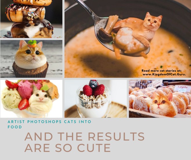 Artist Photoshops Cats Into Food, And The Results Are So Cute (30 New Pics)